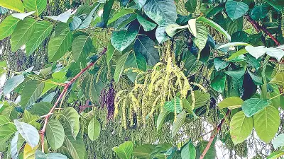 লামার পাহাড়ে ফুটেছে নিশাম্বা ও হলদে দোলনচাঁপা: বিরল উদ্ভিদের সন্ধান