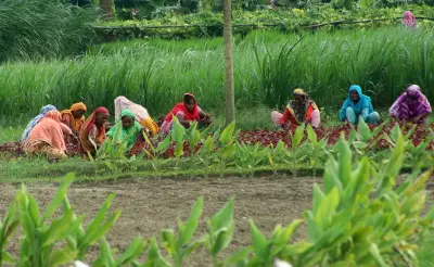 বাংলাদেশের কৃষিতে নারীর বিপ্লব: অংশগ্রহণ বাড়ছে, চ্যালেঞ্জও পাহাড়সম