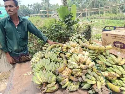 চট্টগ্রামের আনোয়ারায় স্কুল ফিডিং কর্মসূচিতে পচা-কাঁচা কলা সরবরাহ, শিক্ষার্থীরা বঞ্চিত