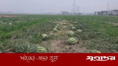 বাম্পার ফলনেও বিপাকে আমতলীর তরমুজ চাষিরা, শত কোটি টাকা লোকসানের আশঙ্কা