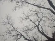 প্রকৃতির রূপান্তর থেকে নাগরিক সমস্যা: বসন্তের আগমন ও সমাজের চিত্র