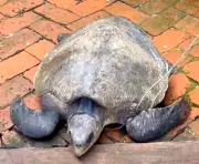 মাদারীপুরের শিবচরে বিরল সামুদ্রিক কচ্ছপ উদ্ধার ও অবমুক্তকরণ