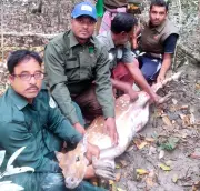 সুন্দরবনে হরিণ উদ্ধার: শিকারিদের ফাঁদ থেকে অন্তঃসত্ত্বা হরিণ মুক্ত
