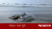 কুয়াকাটা উপকূলে জেলিফিসের উপদ্রব: জেলেদের মাছ ধরা বন্ধ, স্বাস্থ্যঝুঁকি বাড়ছে
