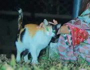 জ্বরের অজুহাতে প্রিয়জনের সান্নিধ্য: একটি আবেগঘন অনুভূতি