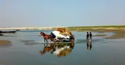 জামুনা নদীতে নাব্যতা সংকট: চরাঞ্চলে ঘোড়ার গাড়িই একমাত্র ভরসা