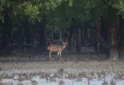 সুন্দরবনে হরিণ শিকার: টহল দলের উদ্ধার অভিযানে জবাই করা হরিণ ও ফাঁদ আটক