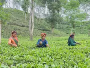 শ্রীমঙ্গলের চা–বাগানে বৃষ্টির ছোঁয়ায় ফিরেছে সবুজের প্রাণ