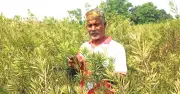 বগরার সাড়িয়াকান্দিতে ইউটিউব থেকে শিখে কৃষকের অভূতপূর্ব সরিষা সাফল্য