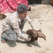 বরগুনায় আহত ঈগলছানার উদ্ধার ও সেবা, কিশোর হৃদয়ের স্নেহে সুস্থ হয়ে উঠছে