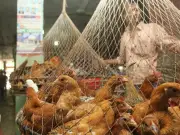 ঈদের পরেও মুরগির দাম চড়া, এক কেজি গরুর মাংসে দুই কেজি সোনালি মুরগি