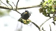 ক্ষুসাই প্রাঙ্গণে পাকুড়গাছে পাখিদের মেলা: বসন্তবাউরি থেকে হরিয়াল পর্যন্ত