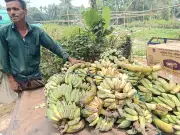 চট্টগ্রামের আনোয়ারায় স্কুল ফিডিং কর্মসূচিতে পচা-কাঁচা কলা সরবরাহ, শিক্ষার্থীরা বঞ্চিত