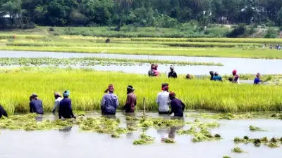 ময়মনসিংহে বন্যা: ৩০০ বিঘা ধান ডুবে কৃষকের স্বপ্ন ভেসে গেল, চাঁদাবাজি সংঘর্ষে শিক্ষা ব্যাহত