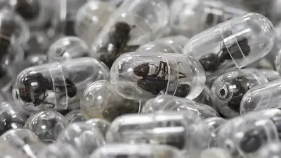 কেনিয়ায় পিঁপড়া পাচার: চীনা নাগরিকের জরিমানা ও কারাদণ্ড, পরিবেশের জন্য হুমকি