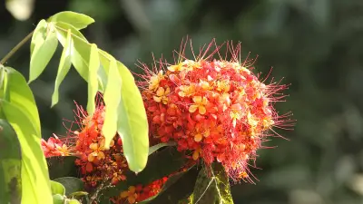 বসন্তের আগমনী বার্তা: বাংলাদেশে ফুটেছে নানা রঙের ফুলের সমারোহ