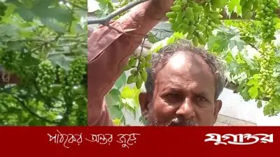 ঠাকুরগাঁওয়ে আবুল কালাম আজাদের আঙুর বিপ্লব: মরুর স্বপ্ন বাংলার মাটিতে