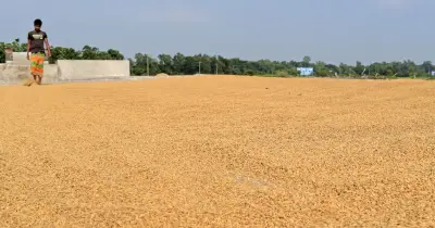 হাওরে ধান কাটার নির্দেশ কৃষিমন্ত্রীর, হার্ভেস্টার ও শ্রমিক নিয়ে জরুরি পদক্ষেপ