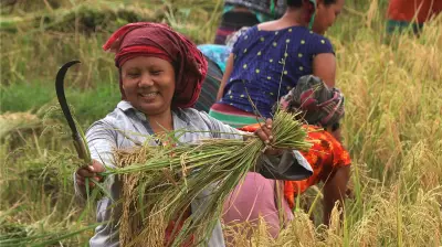 গ্রীষ্মের তীব্রতায় কৃষকদের সংগ্রাম ও প্রাকৃতিক দৃশ্যের মোহনীয়তা