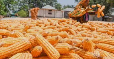 দিনাজপুরে রেকর্ড ভুট্টা উৎপাদন: কৃষকদের মুখে হাসি, বাজারে চাহিদা তুঙ্গে