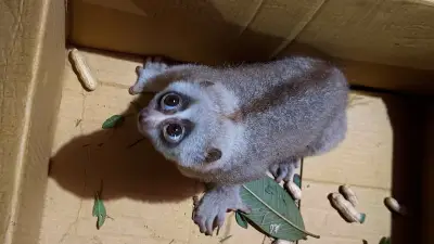 ভিডিওতে বাংলাদেশের নতুন দিগন্ত: প্রথোমালো'র বিশেষ প্রতিবেদন