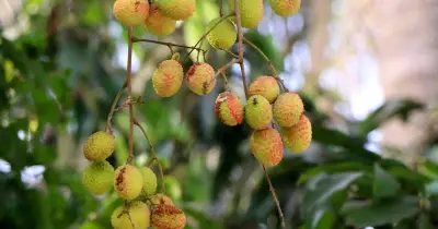 রাজশাহীতে তাপদাহ-বৃষ্টির বৈপরীত্যে লিচু ফেটে চাষিদের দুশ্চিন্তা