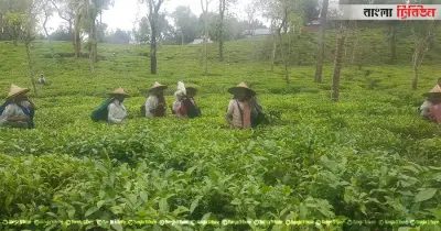 জাতীয় চা দিবসের তারিখ পরিবর্তন, এখন ২১ মে পালিত হবে