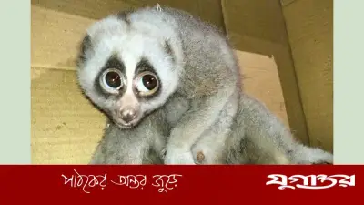 রাঙামাটিতে বিদ্যুতের তারে জড়িয়ে আহত বিরল লজ্জাবতী বানর উদ্ধার