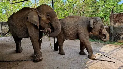 শিকলহীন জয়িতার স্বাধীনতা: পজিটিভ রিইনফোর্সমেন্টে হাতি প্রশিক্ষণের নতুন দিগন্ত