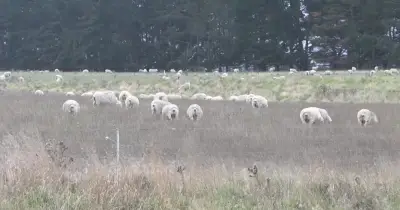 ইরান-যুক্তরাষ্ট্র যুদ্ধের প্রভাবে অস্ট্রেলিয়ায় কৃষি সংকট