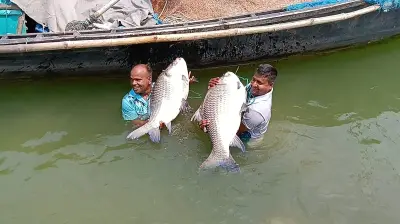 পদ্মায় ধরা দুটি বড় কাতলা ৮৭ হাজার টাকায় বিক্রি