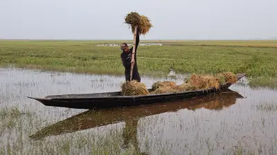 মৌলভীবাজারের হাওরে বোরো ধান কাটার ধুম, ফলন ভালো কিন্তু দামে হতাশ কৃষক