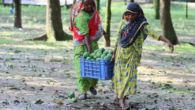 আম চাষে নারীর ক্ষমতায়ন বিপন্ন: ধানভিত্তিক অর্থনীতি ভাঙছে
