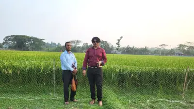 শরণখোলায় বোরোর বাম্পার ফলন, জ্বালানি সংকটে সংসদে কমিটি