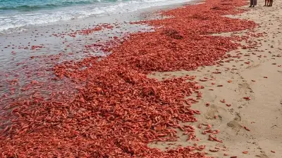ওমানের সৈকতে টন টন লাল চিংড়ি ভেসে আসার রহস্য উদঘাটন