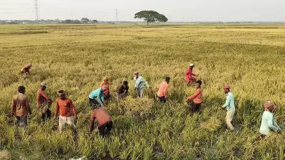 প্রথম আলোর ফটো সিরিজে বাংলাদেশের নানা দিক