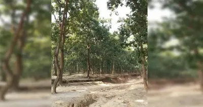 বরেন্দ্র অঞ্চল সবুজ করতে বিএমডিএ’র নানা উদ্যোগ