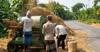 পিরোজপুরের সড়কে ধান মাড়াইয়ে দুর্ঘটনা ঝুঁকি বেড়েছে