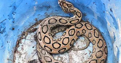 চাঁদপুরে আবারও রাসেল ভাইপার আতঙ্ক, সাপের কামড়ে আহত যুবক