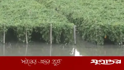 রংপুরে ১৯০ মিমি বৃষ্টিতে সবজিখেতের ব্যাপক ক্ষতি