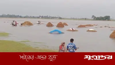 লাগাতার বৃষ্টিতে হাওড়ের পাকা ধান তলিয়ে যাচ্ছে, কৃষকরা বিপর্যস্ত