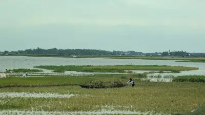 নেত্রকোনায় ভারী বৃষ্টি: হাওরে পাকা ধান তলিয়ে যাচ্ছে, কৃষকদের আতঙ্ক