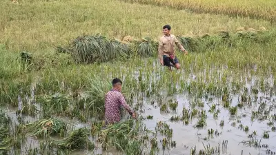 হাওরের কৃষকের জীবন: ঝুঁকি ও সম্ভাবনার দ্বৈত চিত্র