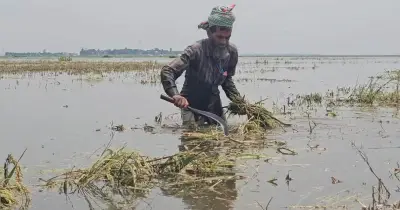 টানা বৃষ্টিতে কিশোরগঞ্জের হাওরে বোরো ধান তলিয়ে কৃষকদের হাহাকার