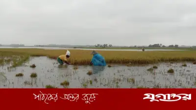 ছাতকে ফসল রক্ষা বাঁধ ভেঙে তলিয়ে গেল ২১ গ্রামের বোরো ধান