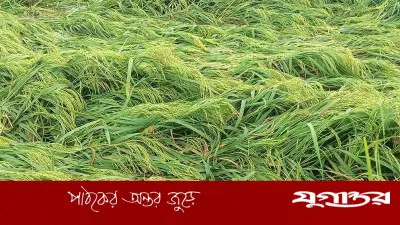 হিলিতে ঝড়-বৃষ্টিতে বোরো ধানের ব্যাপক ক্ষতি, কৃষকদের শঙ্কা