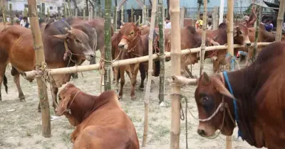 ঢাকা উত্তর সিটিতে ৪টি অস্থায়ী হাট ইজারা নিতে দরদাতা নেই