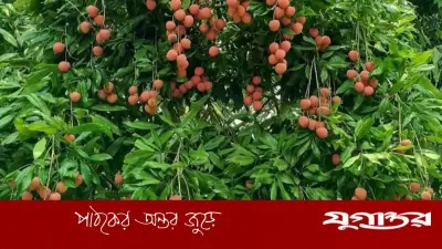 সোনারগাঁয়ের বড়-সুস্বাদু লিচু আসছে বাজারে, দাম কেমন?