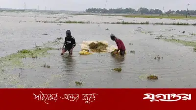 ভারি বৃষ্টি ও উজানের ঢলে সুনামগঞ্জের কৃষকরা মহাসংকটে