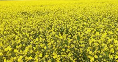 খুলনা অঞ্চলে সরিষার বাম্পার ফলন, ৫৪ হাজার টন উৎপাদন